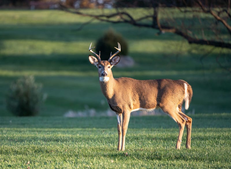 White-tailed deer