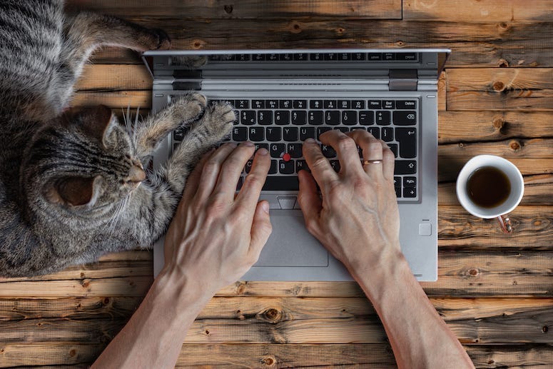 Cat, Laptop, Computer, Coffee, Desk, Table, Hands