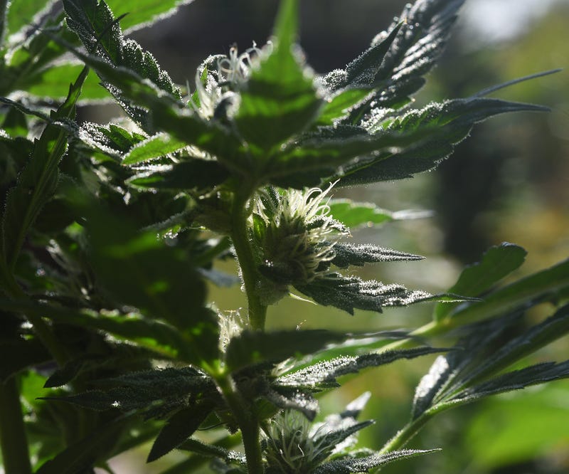 marijuana