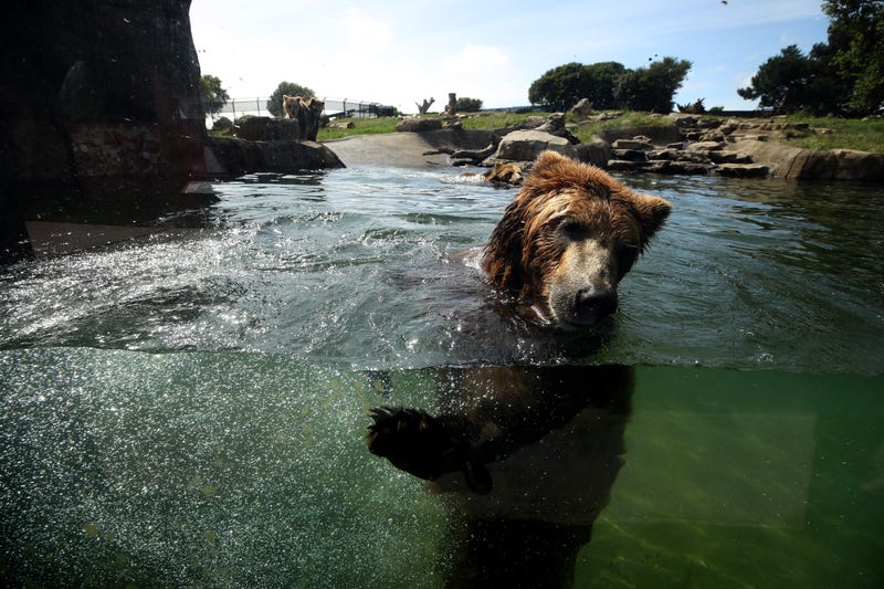OAKLAND, CALIFORNIA - APRIL 16: A grizzly bear swims in a pool at the Oakland Zoo on April 16, 2020 in Oakland, California.
