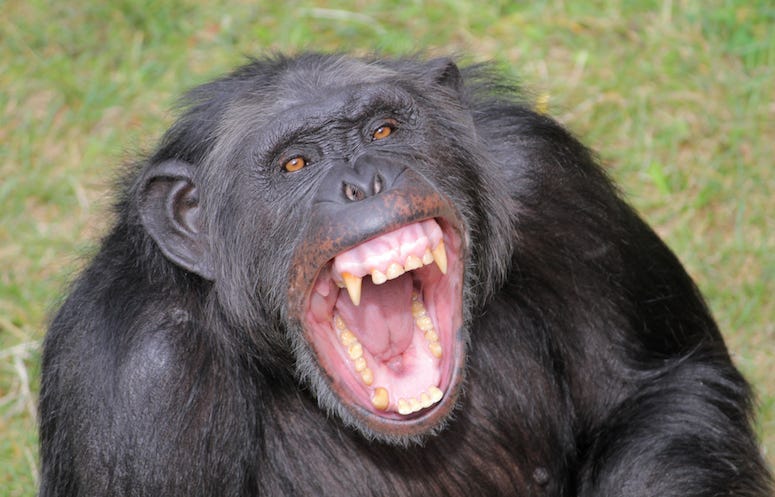 Angry Chimpanzee, Chimp, Teeth, Grass, Screaming