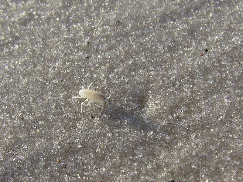 A sea louse walks on the sand.
