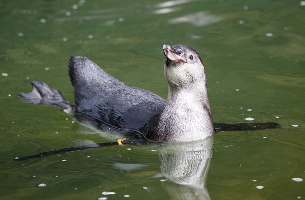 penguin