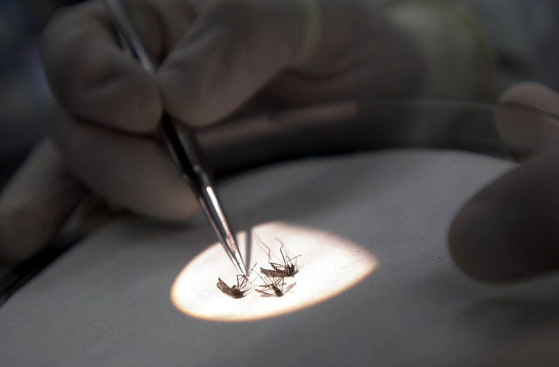 West Nile virus mosquitoes