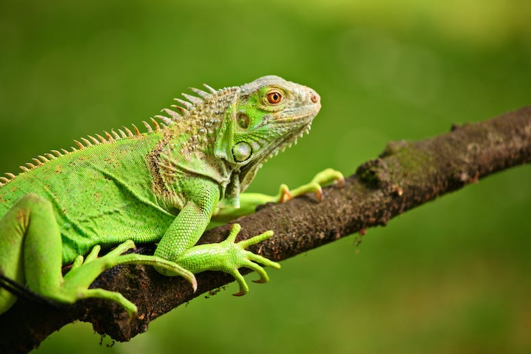 Iguana, Lizard, Tree