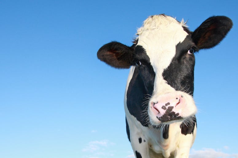 Holstein Cow, Blue Sky, Cow, Moo