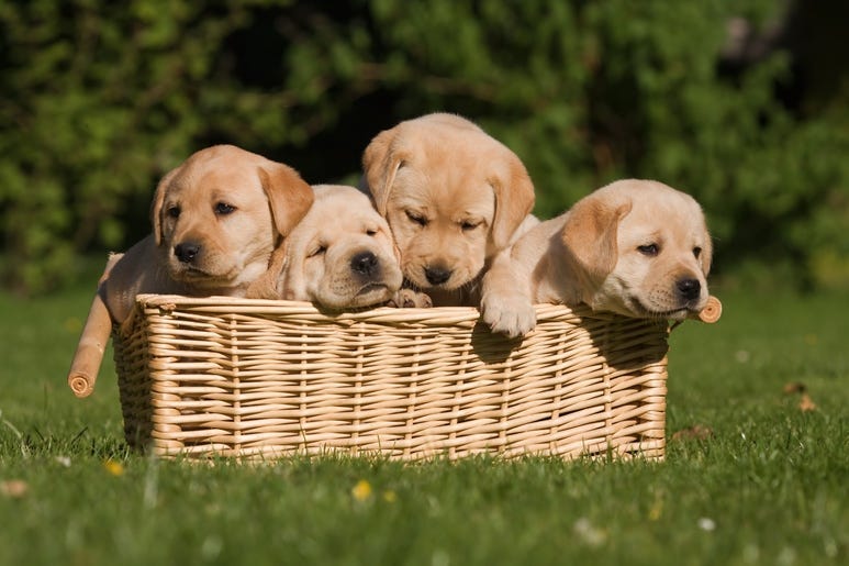 four cute labrador retriever puppys are sitting in a braided basket. One is tired the other wants out