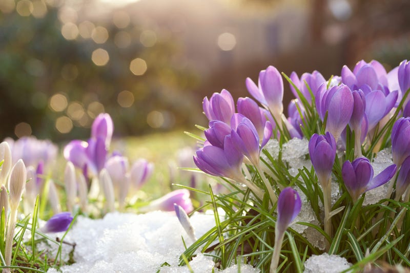 Lilac in spring snow