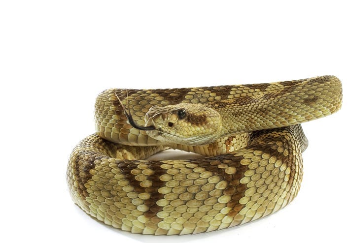 Python snake close up
