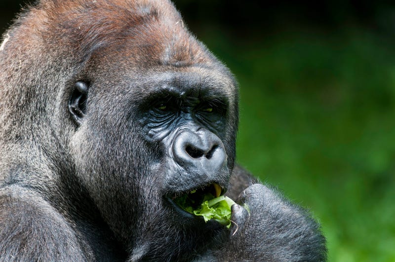 Gorilla