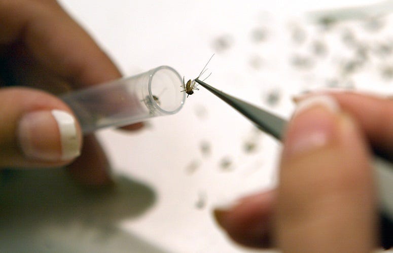 Mosquito testing