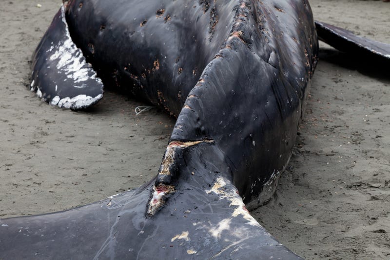 Beached whale
