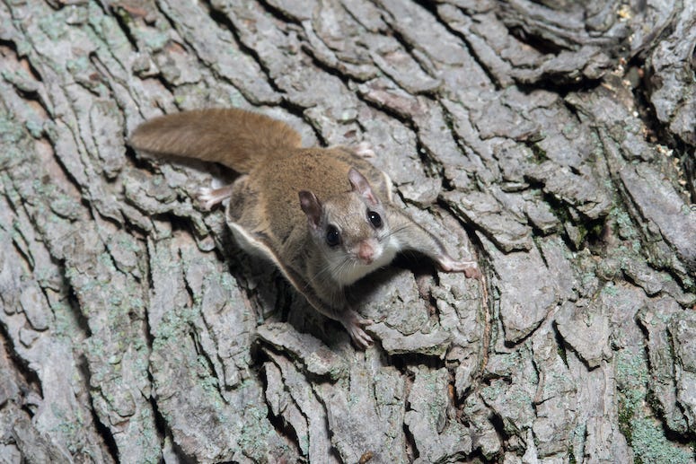 Flying Squirrels, Tree, Crawling