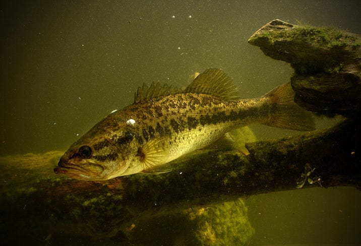 Bass Fish