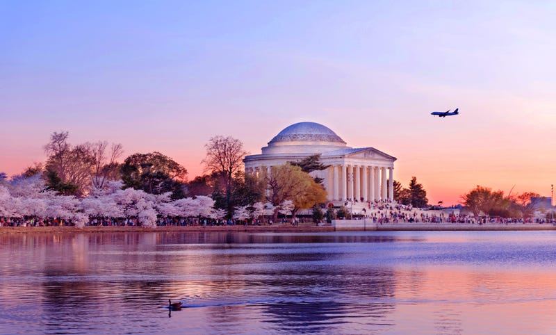 View the Cherry Blossoms from home.