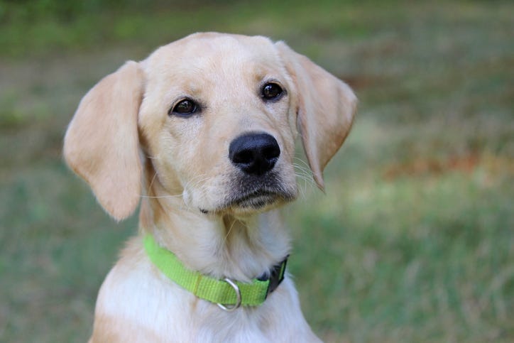 Labrador