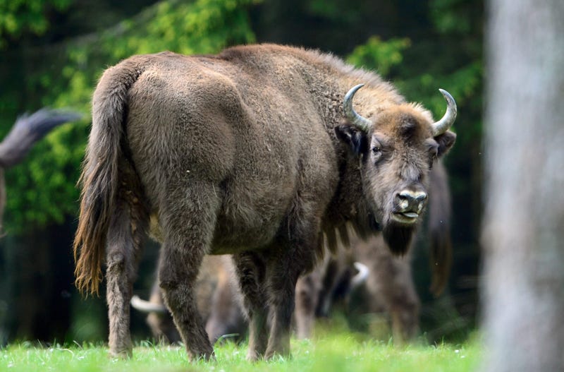 A herd of European bison roams through a forest in the Rothaargebirge mountain range on May 5, 2014 near Bad Berleburg, Germany.