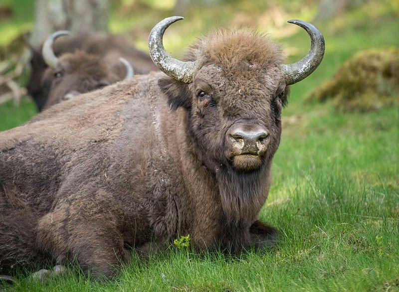 buffalo