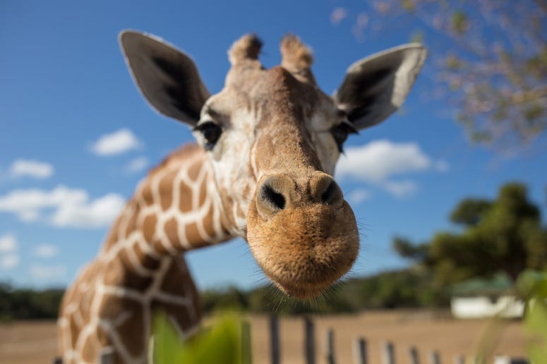 Giraffe, Fisheye, Nose, National Park, Kilimanjaro Mountain