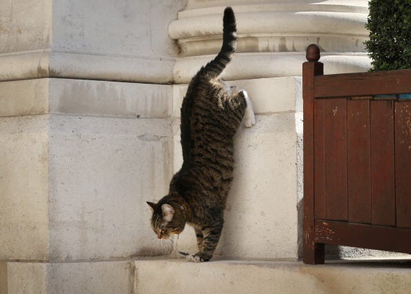 Gato ,