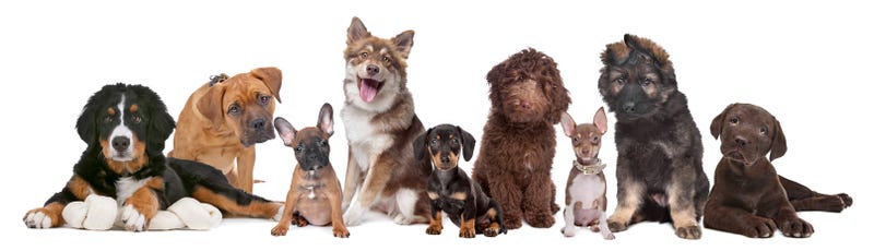 Dogs