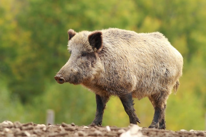 Feral hog