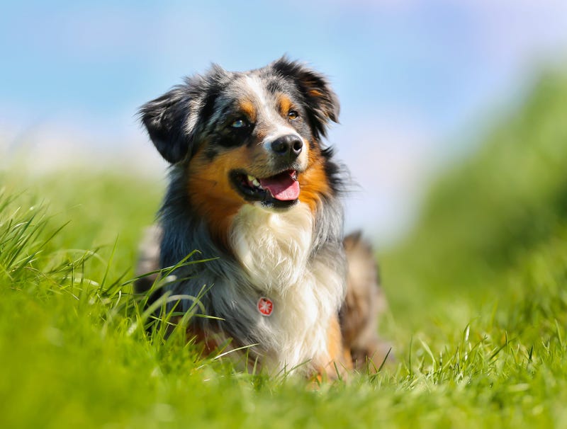 australian_shepherd