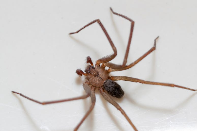 Brown Recluse, Spider, White Background