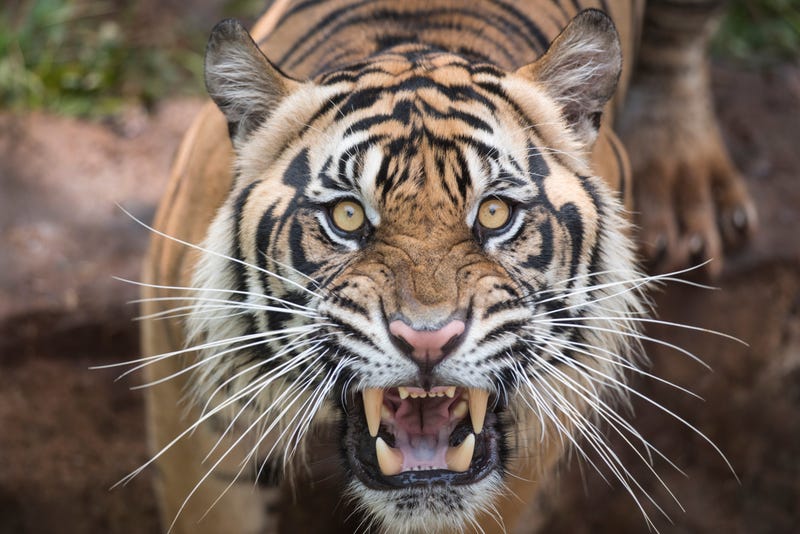 tiger