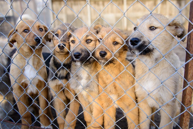 Stray Dogs, Rescues, Shelters, Chain Link Fence