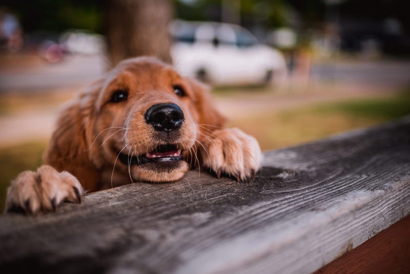 Happy pup