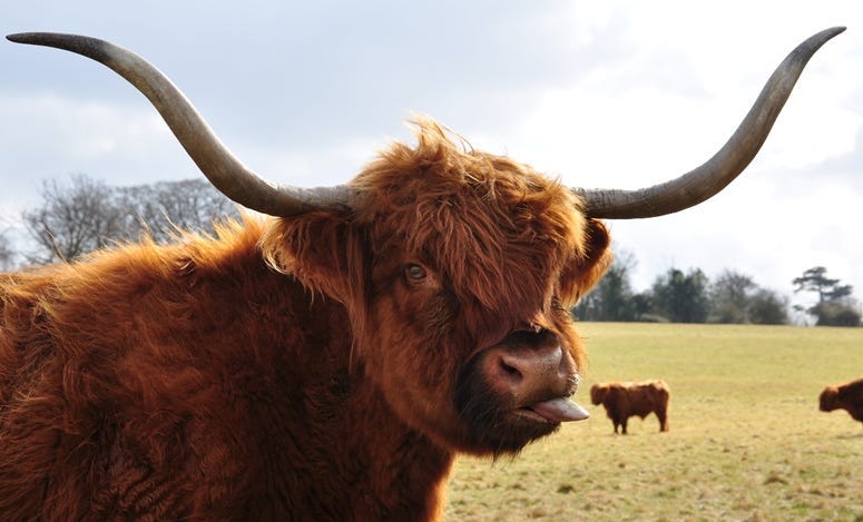 Highland cow sticking out tongue