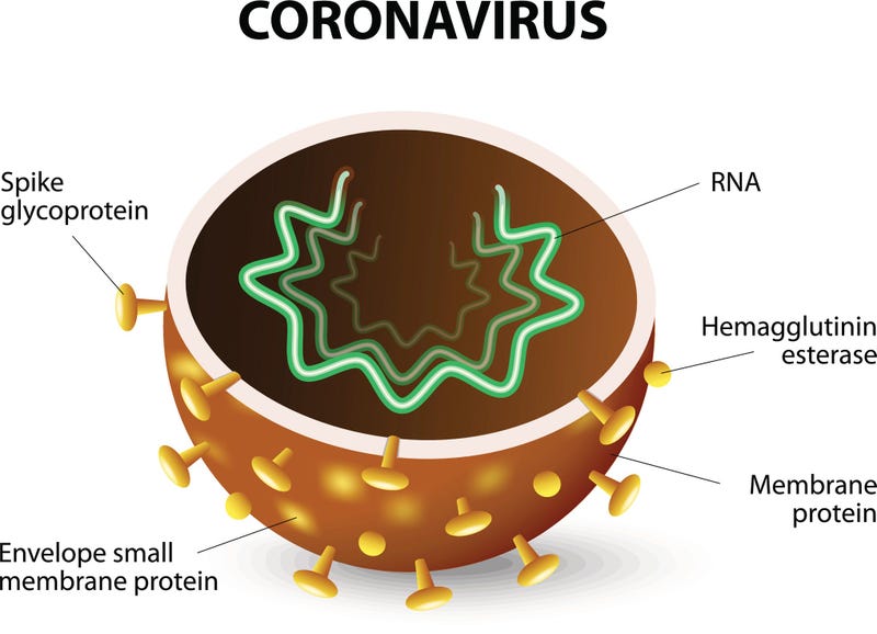 The inside of a Coronavirus