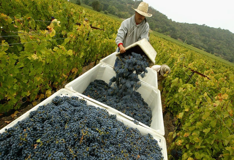 A worker empties a bin of freshly picked cabernet sauvignon wine grapes at the Stags' Leap Winery September 27, 2004 in Napa, California.