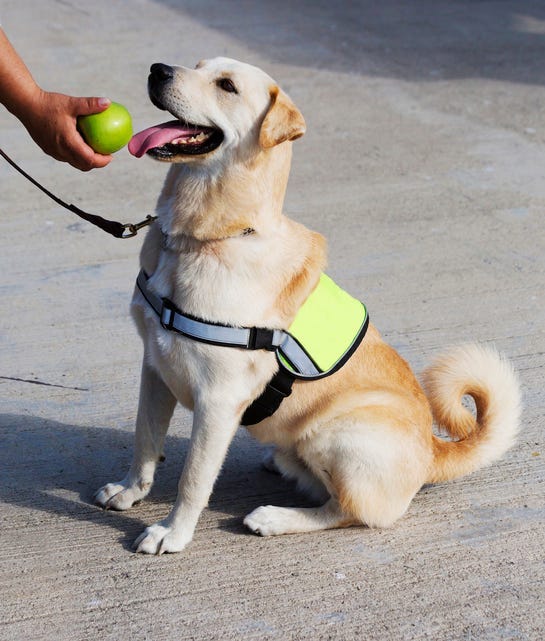 Service Dog