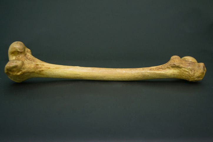 Human Bone