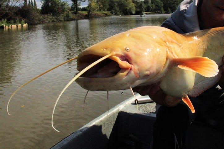 Albino Catfish