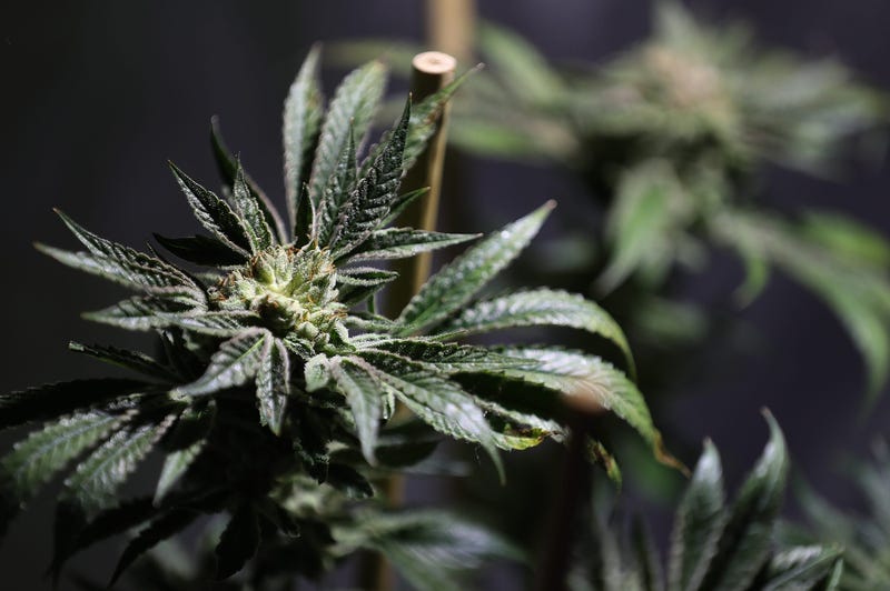 A marijuana plant is displayed during the 2016 Cannabis Business Summit & Expo on June 22, 2016 in Oakland, California.