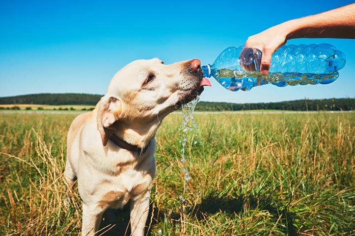 Dog drinking water