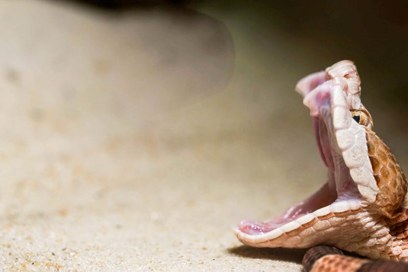 Copperhead Snake