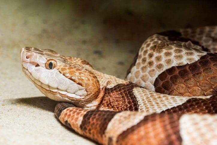 copperhead snake