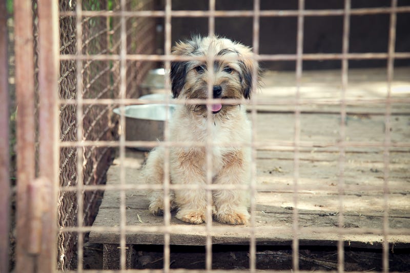 dog shelter