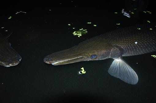 Alligator Gar
