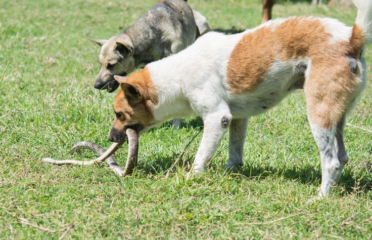 dog fighting with snakes