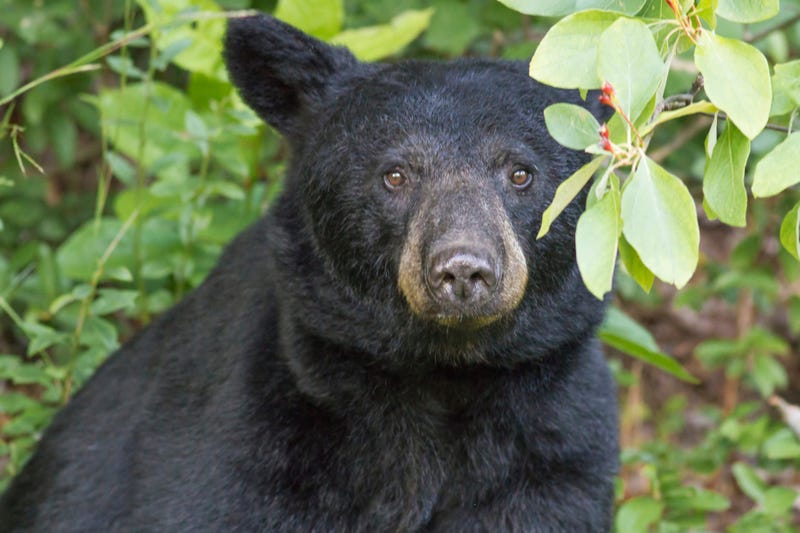 Gazing Black Bear - stock photo