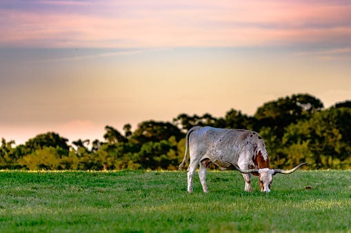 Longhorn
