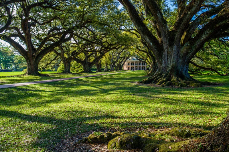 Oak Alley