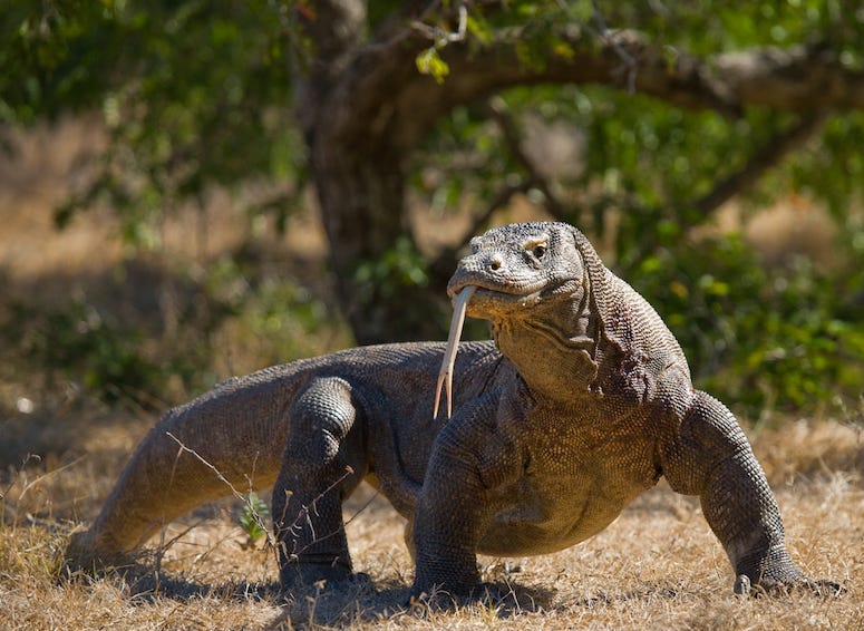 Komodo Dragon, Outdoors, Komodo National Park, Indonesia