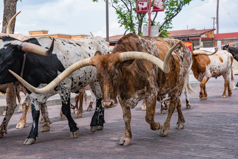 Longhorn, Cattle Drive, Fort Worth, Street
