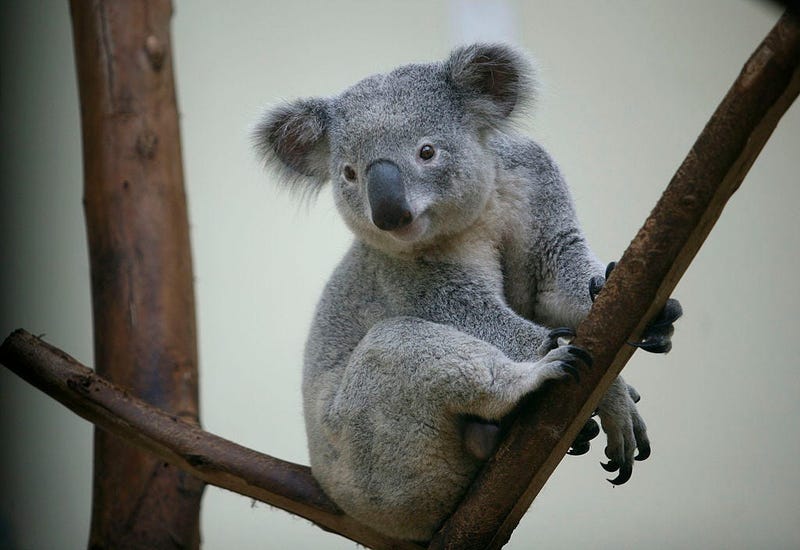 Koala